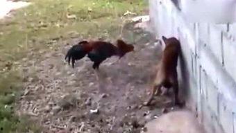 大厂吃瓜侠,吃瓜侠带你领略职场风云